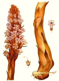 https://upload.wikimedia.org/wikipedia/commons/8/87/126_Orobanche_major.jpg